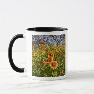 Feuerräder Gaillardia pulchella) Wildblumen Tasse