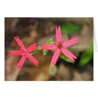 Feuerrosa - Maßgeschneidert