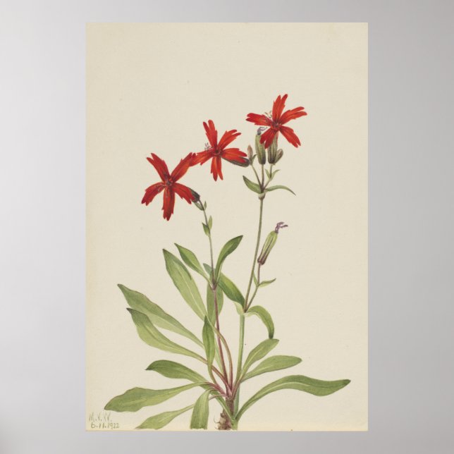 Feuerrosa (Silene virginica) Poster (Vorne)