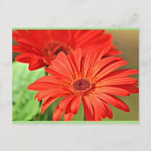 Feuerrot Gerbera Daisy, farbenfrohe Blume Postkarte