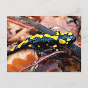Feuersalamander Postkarte