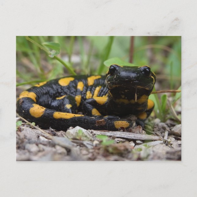 Feuersalamander Postkarte (Vorderseite)