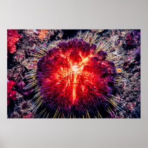 Feuerschwanz Poster