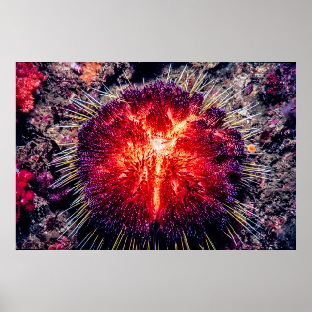 Feuerschwanz Poster (Vorne)