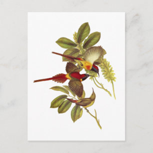 Feuerschwanzvogel Postkarte
