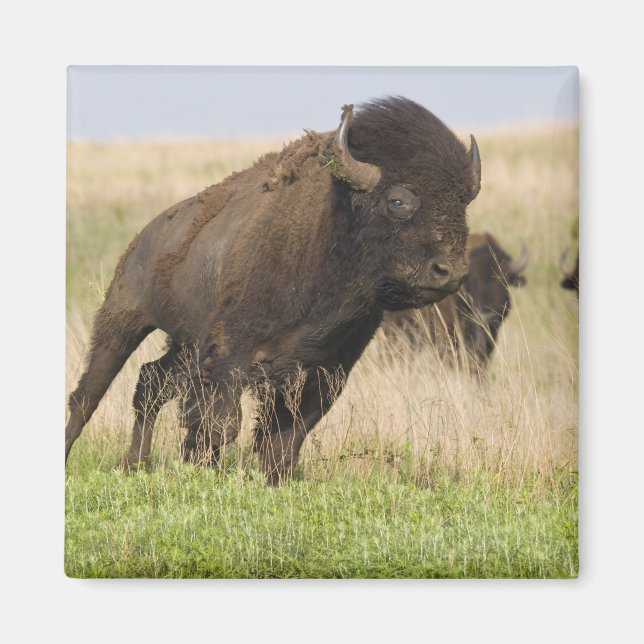 Feuriger junger Bisonbulle im Tallgrass Magnet (Vorne)