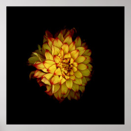 Feuriges Goldenes Dahlien-Blumenposter Poster