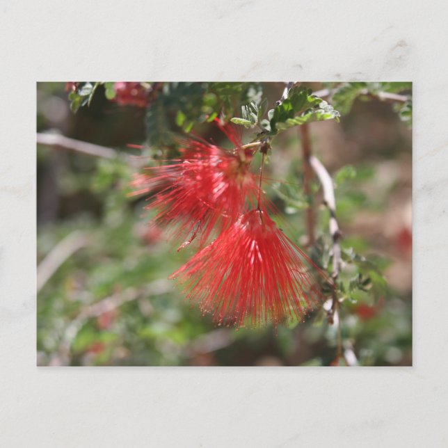 Fiary Duster Postcard Postkarte (Vorderseite)