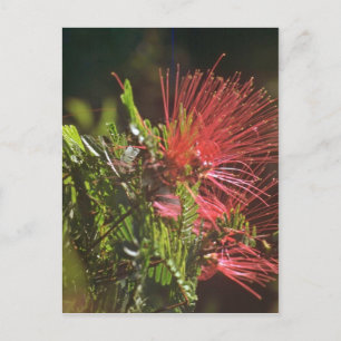 Fibred Red Blume Postkarte
