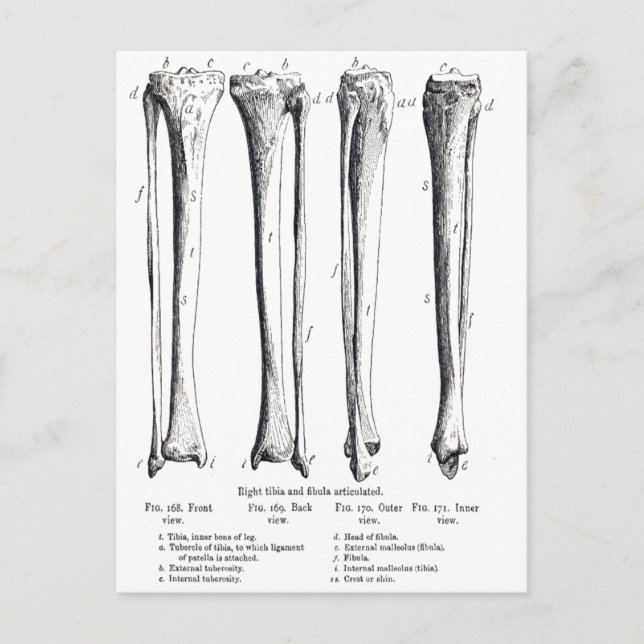 Fibula & Tibia Postkarte (Vorderseite)