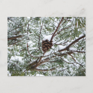Fichtenzapfen im Schnee II Winter Naturfotografie Postkarte