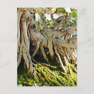 Ficus Banyan Bonsai Tree Roots Postkarte