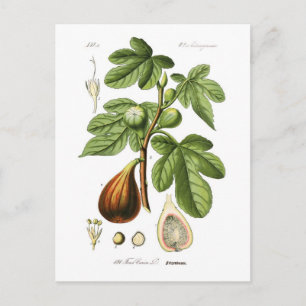 Ficus carica (Fig. Postkarte