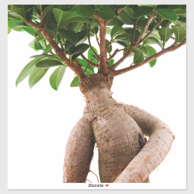 Ficus Ginseng Aufkleber (Blatt)