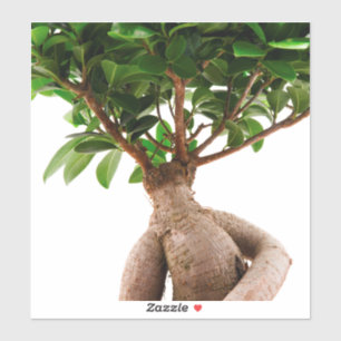 Ficus Ginseng Aufkleber