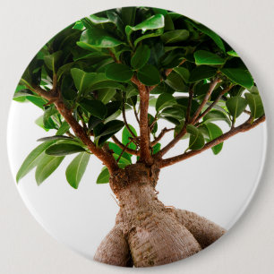 Ficus Ginseng Button