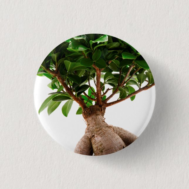 Ficus Ginseng Button (Vorderseite)