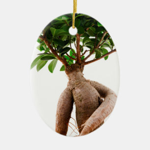 Ficus Ginseng Keramik Ornament