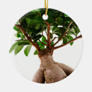Ficus Ginseng Keramik Ornament
