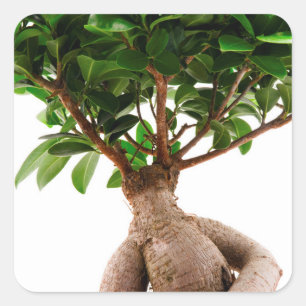 Ficus Ginseng Quadratischer Aufkleber