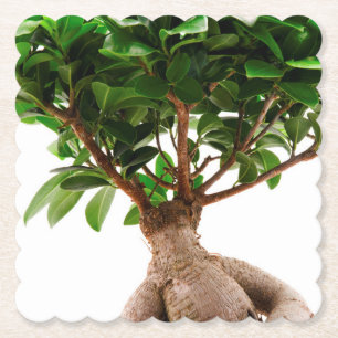 Ficus Ginseng Untersetzer