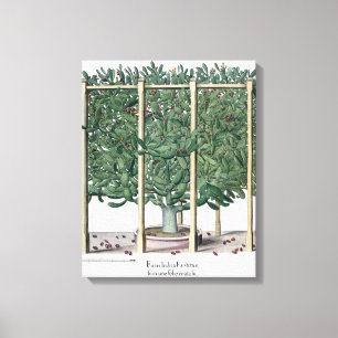 Ficus Indica eystettensis, vom 'Hortus Eystet Leinwanddruck