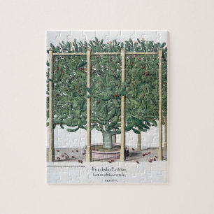 Ficus Indica eystettensis, vom 'Hortus Eystet Puzzle