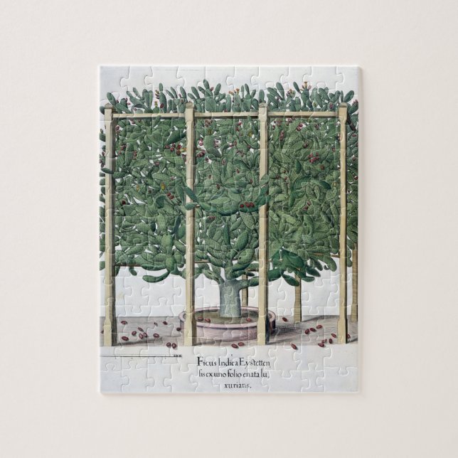 Ficus Indica eystettensis, vom 'Hortus Eystet Puzzle (Vertikal)