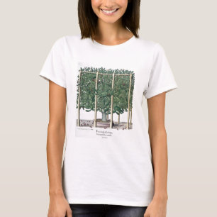 Ficus Indica eystettensis, vom 'Hortus Eystet T-Shirt