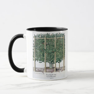 Ficus Indica eystettensis, vom 'Hortus Eystet Tasse