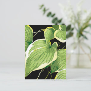 Ficus Pflanze 3 Feiertagspostkarte