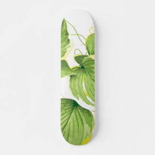 Ficus Pflanze Skateboard