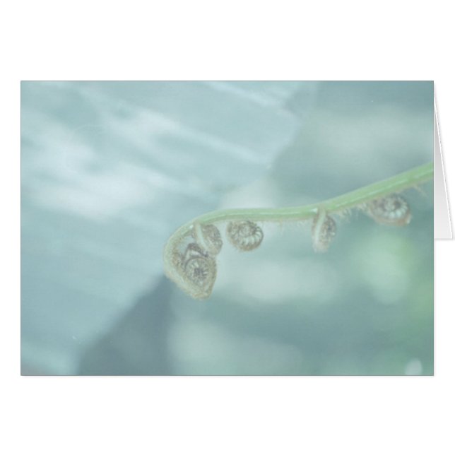 fiddle de dee. (Vorderseite (Horizontal))