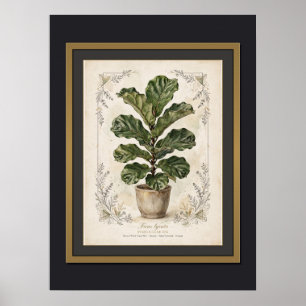 Fiddle-Leaf-Feige Vintage Botanical Poster gerahmt