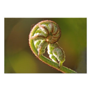 Fiddlehead-Farn Fotodruck