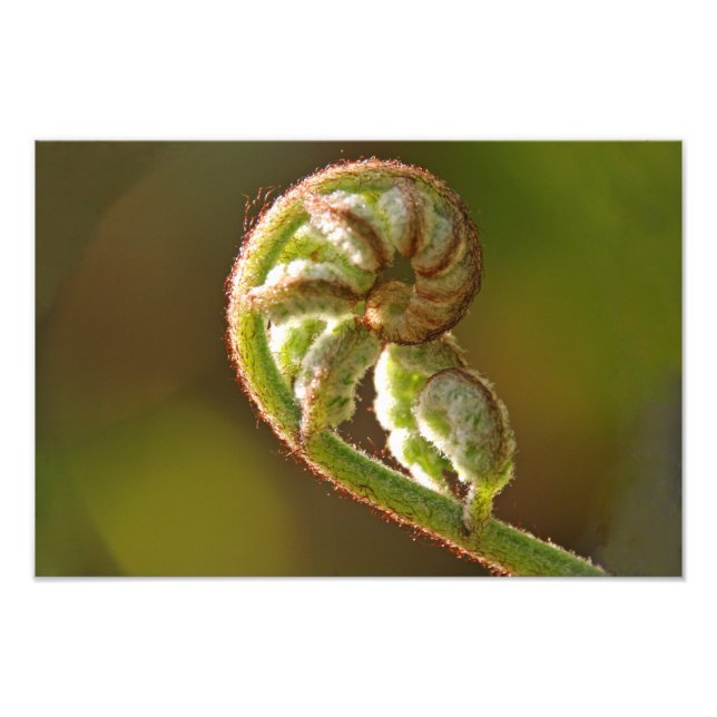 Fiddlehead Fern Fotodruck (Vorne)