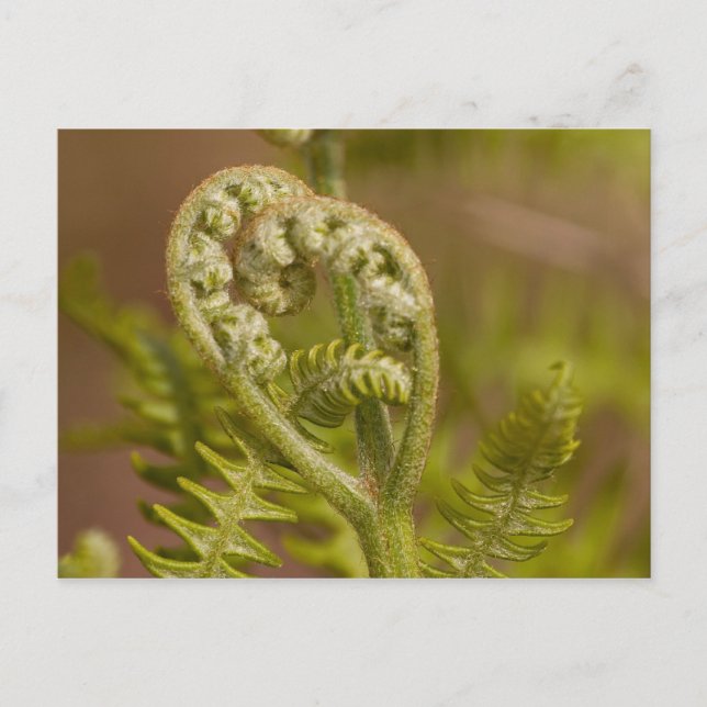 Fiddlehead Fern Heart Foto Postkarte (Vorderseite)