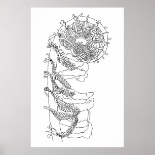 Fiddlehead Fern Illustration Poster