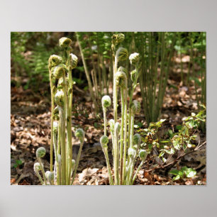 Fiddlehead Ferns im Frühling Natur 3 Poster