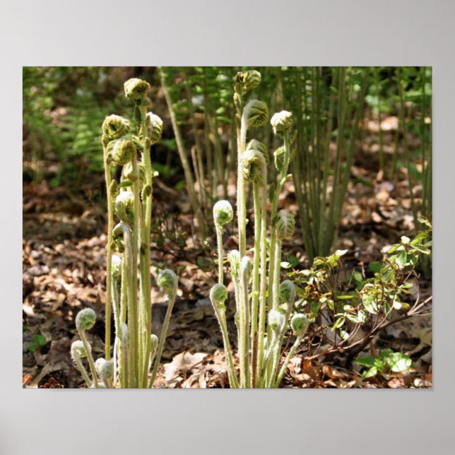 Fiddlehead Ferns im Frühling Natur 3 Poster (Vorne)