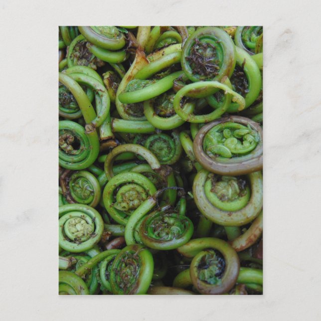 Fiddlehead Ferns Postkarte (Vorderseite)