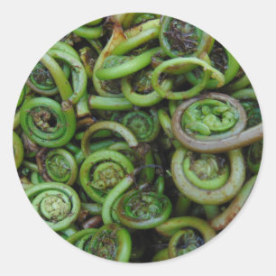 Fiddlehead Ferns Runder Aufkleber