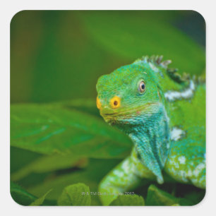 Fidschi crested Leguan, Kula Öko-Park, Viti Levu, Quadratischer Aufkleber
