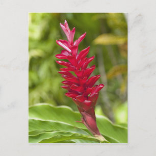 Fidschi, Insel Viti Levu. Blume. Postkarte