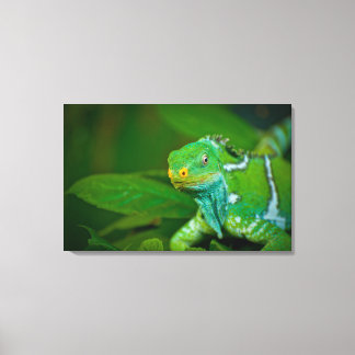 Fidschi-Inseln Iguana, Kula Öko Park, Viti Levu, Leinwanddruck