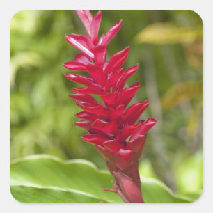 Fidschi, Viti-Levu-Insel. Blume. Quadratischer Aufkleber
