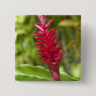 Fidschi, Viti Levu Island. Blume. Button