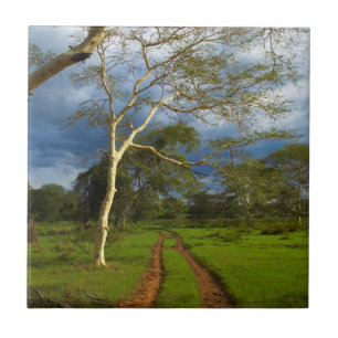 Fieberbaum (Acacia Xanthophloe) durch Scheitelspur Fliese