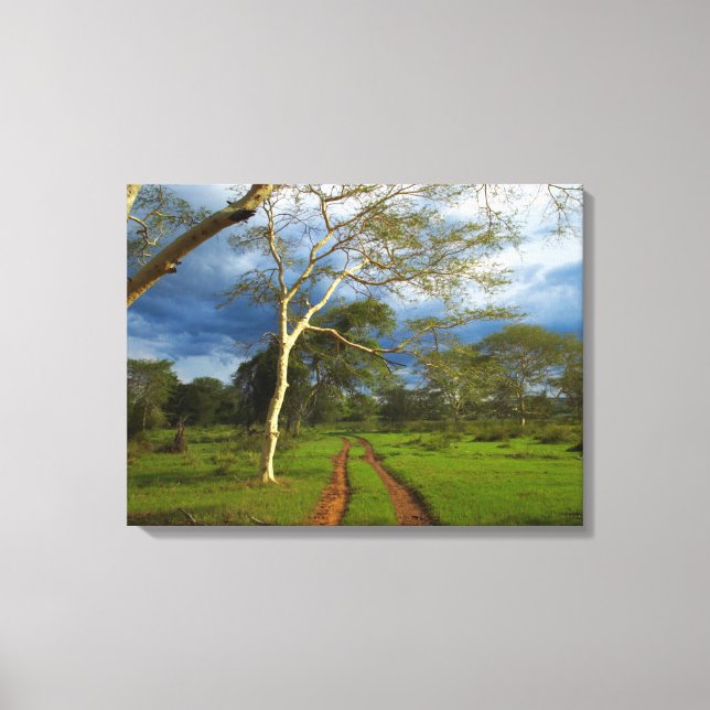 Fieberbaum (Acacia Xanthophloea) durch dirt Track Leinwanddruck (Vorderseite)