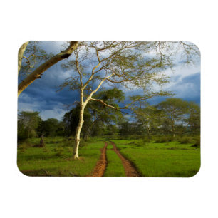 Fieberbaum (Acacia Xanthophloea) durch dirt Track Magnet